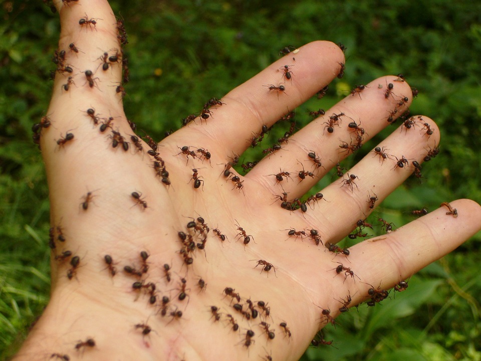 Myrer i hånd